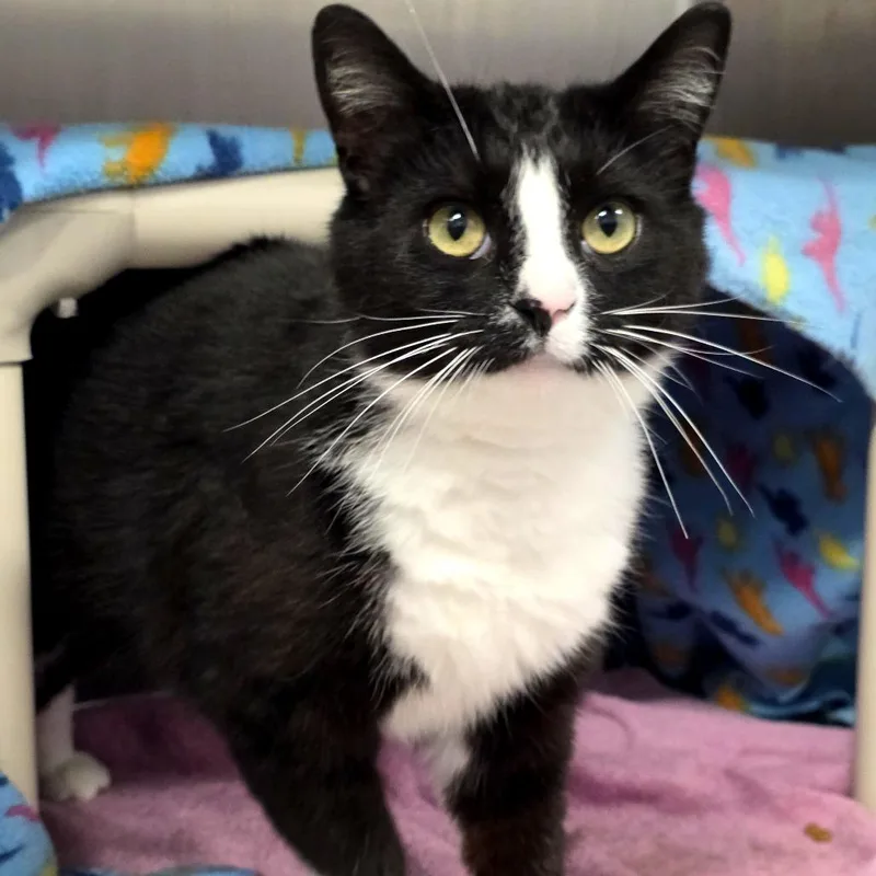 Robby Robinovich thumbnail 5