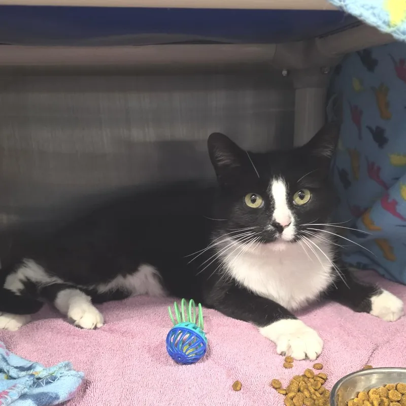 Robby Robinovich thumbnail 6