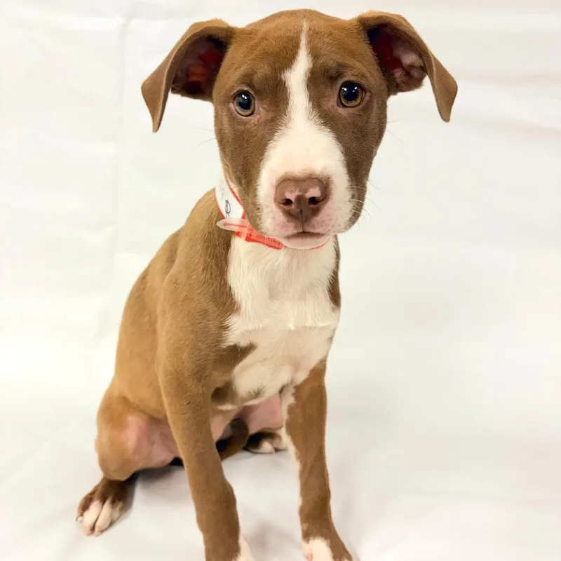 A baby small-sized female Pit Bull Terrier dog named Salem for adoption in Parker, CO