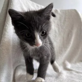 A baby small-sized male Domestic Short Hair cat named Bongo for adoption in Janesville, WI