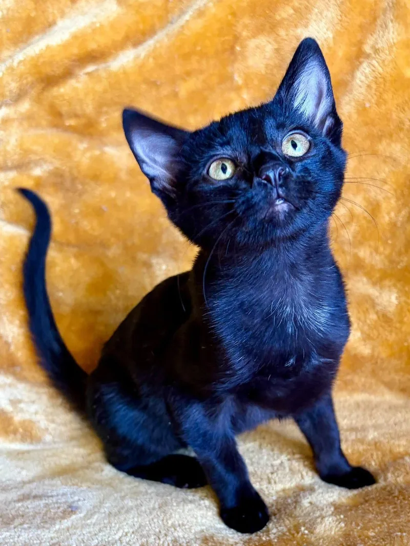 A baby small-sized male Domestic Short Hair cat named Jethro for adoption in Cookeville, TN