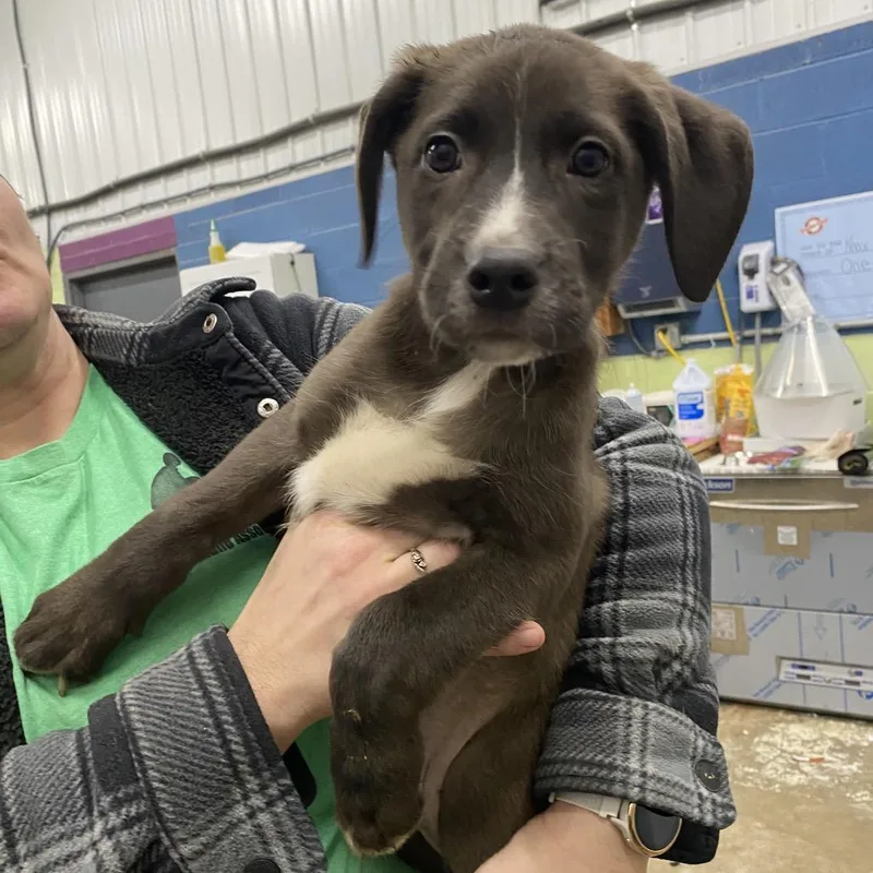 A young medium-sized male Mixed Breed dog named Ronnie for adoption in Corbin, KY