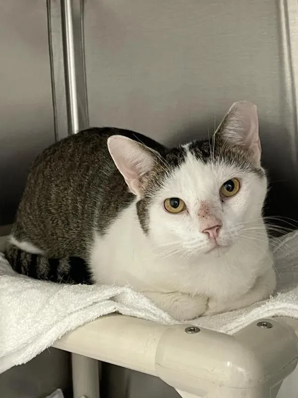 An adult large-sized male Domestic Short Hair cat named Fishington for adoption in Roanoke, VA