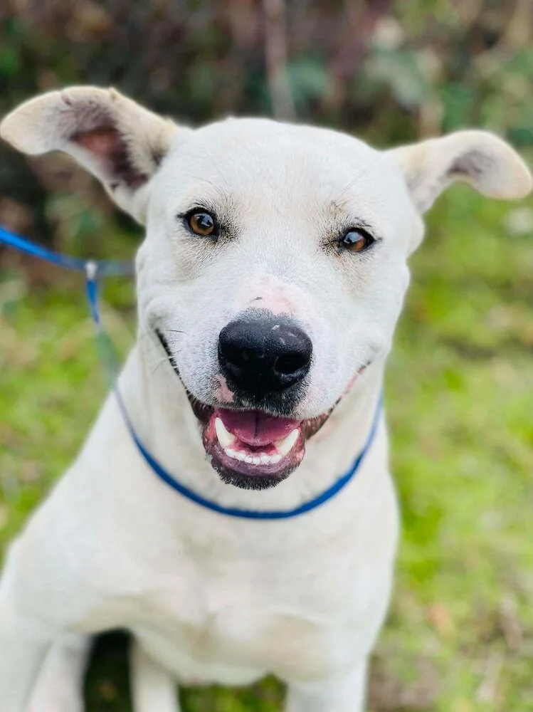 An adult medium-sized female White / Cream Cattle Dog dog named Snow for adoption in Naperville, IL