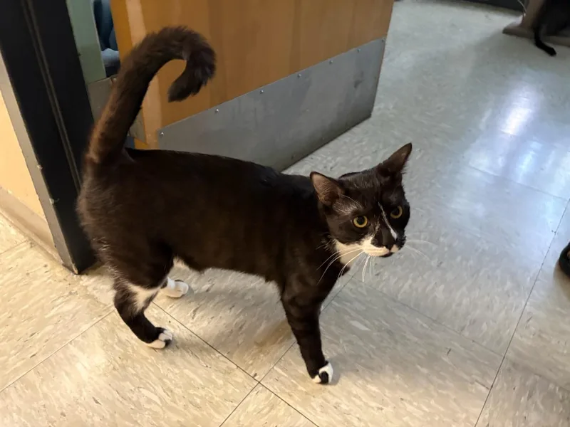 A young medium-sized male Black & White / Tuxedo Domestic Short Hair cat named Phantom for adoption in Rochester, WA