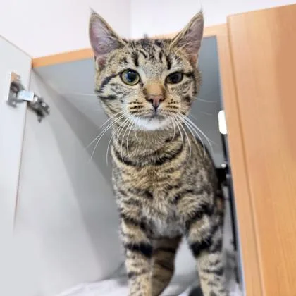 An adult medium-sized female Domestic Short Hair cat named Penelope for adoption in Voorhees, NJ