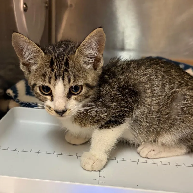 A baby small-sized male Brown / Chocolate Domestic Short Hair cat named Vector for adoption in Newark, NJ
