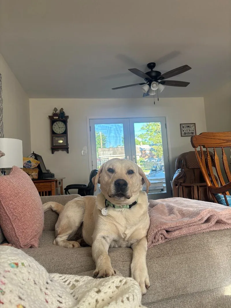 An adult large-sized female Yellow / Tan / Blond / Fawn Labrador Retriever dog named Brooke AKA Brookie for adoption in Warrington, PA