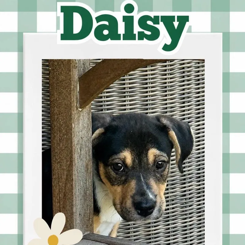 A baby medium-sized female Black Terrier dog named Daisy for adoption in Orangevale, CA