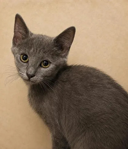 A baby small-sized female Domestic Short Hair cat named Cleric for adoption in Cumming, GA