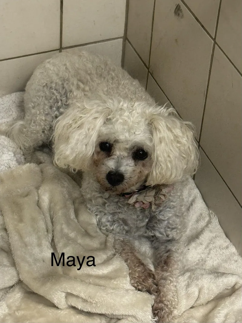 An adult small-sized female White / Cream Poodle dog named Maya for adoption in Ulster, PA