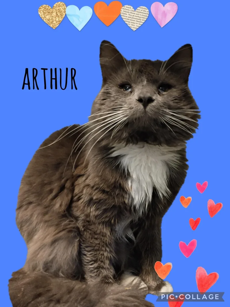 A young medium-sized male Domestic Medium Hair cat named Arthur for adoption in Muncie, IN