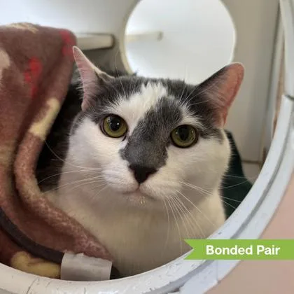 An adult large-sized male Domestic Short Hair cat named Leo for adoption in Reisterstown, MD