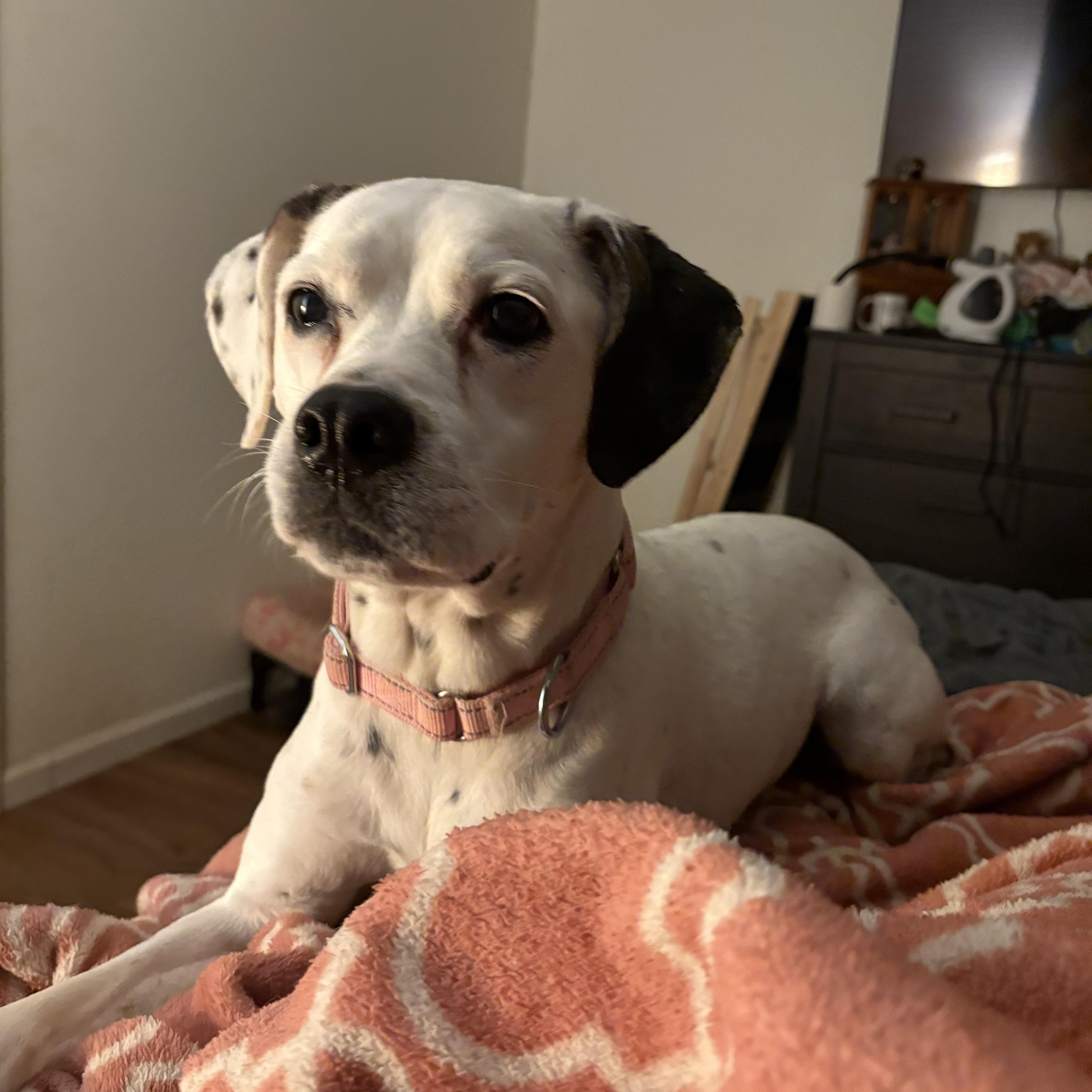 A senior medium-sized female White / Cream Boxer dog named Nova for adoption in greer, SC