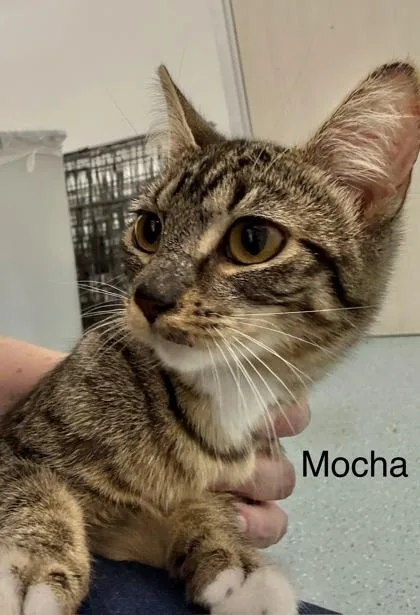 Mocha thumbnail 2