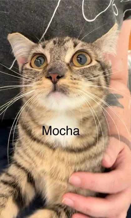 Mocha thumbnail 3