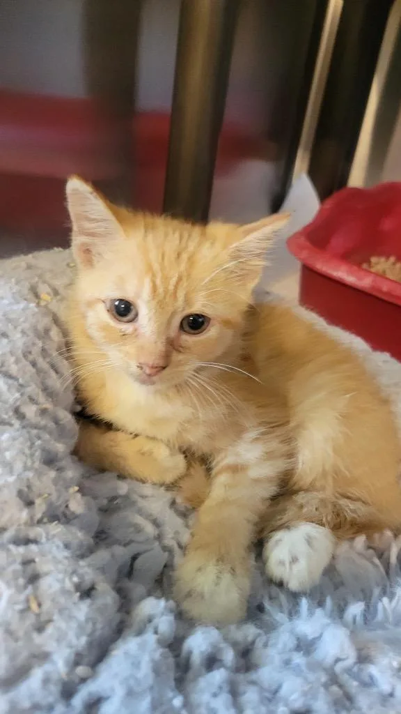A baby small-sized male Domestic Short Hair cat named Zazu for adoption in Metter, GA