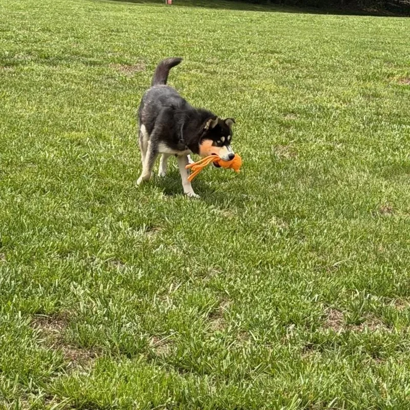 A young large-sized male Husky dog named Loki for adoption in Wilkesboro, NC