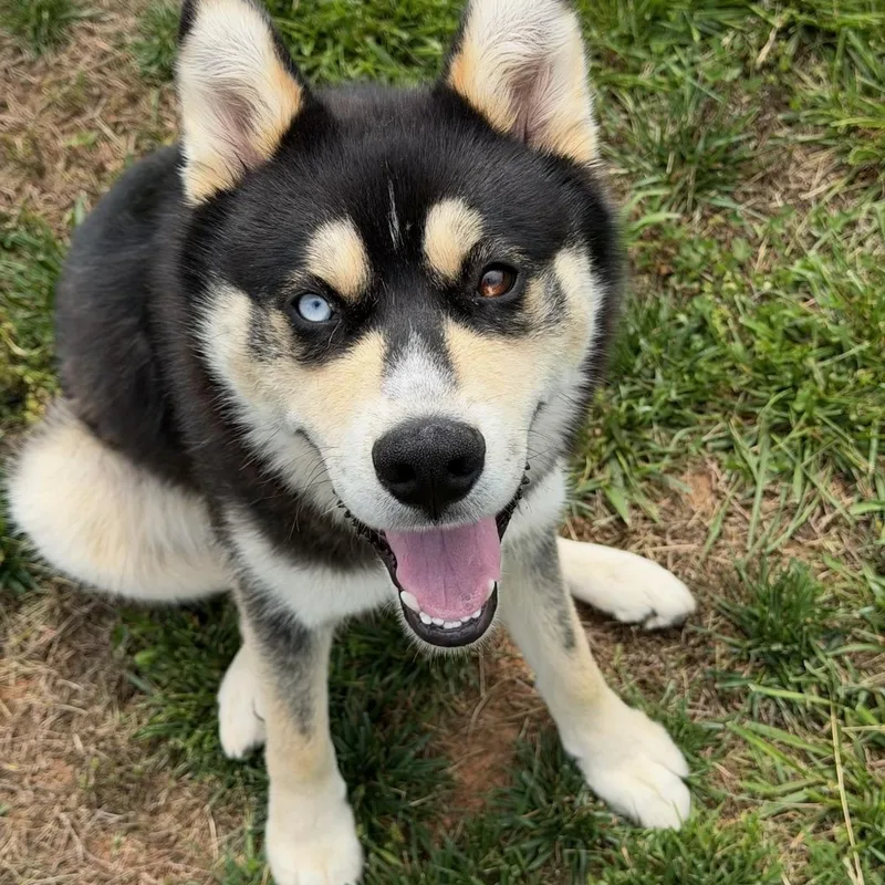 Loki thumbnail 3