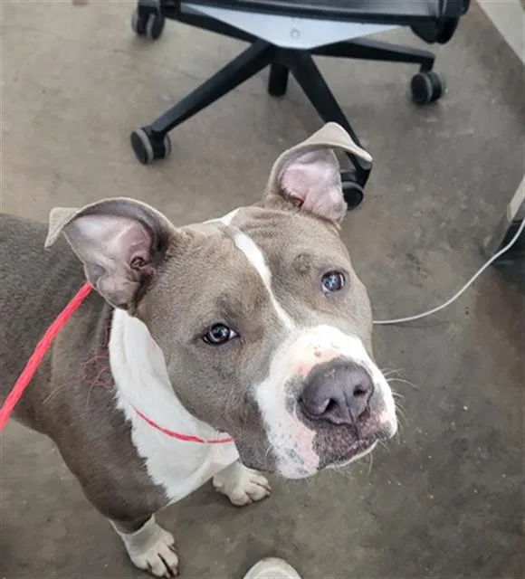 An adult medium-sized female Mixed Breed dog named Pudding for adoption in Dallas, TX