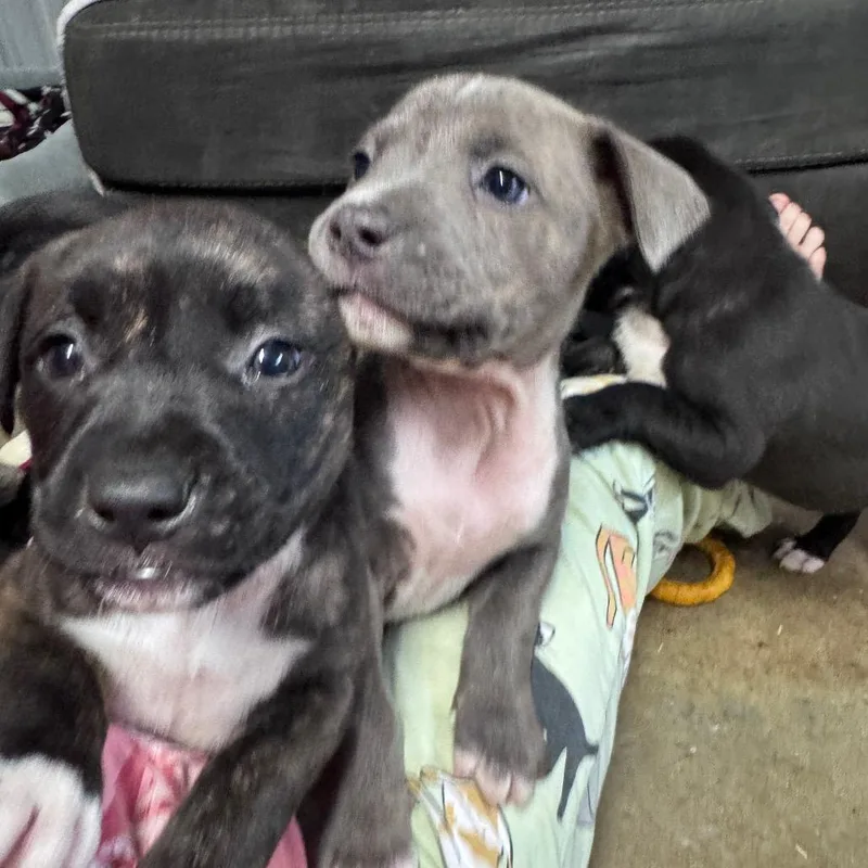 A baby small-sized female Gray / Blue / Silver Mixed Breed dog named Ella for adoption in Pinson, TN