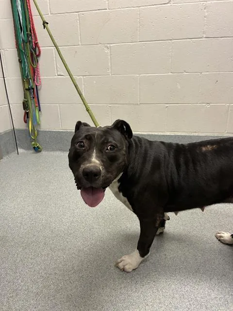 A young medium-sized female Pit Bull Terrier dog named Mummy for adoption in Indianapolis, IN
