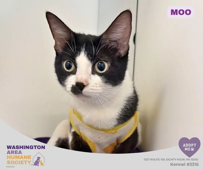 An adult medium-sized female Black & White / Tuxedo Domestic Short Hair cat named Moo for adoption in Eighty Four, PA