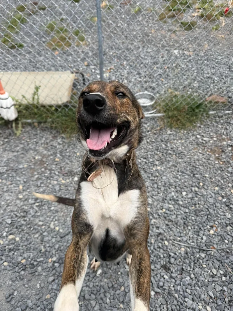 An adult medium-sized female Hound dog named Lucy for adoption in Hinton, WV