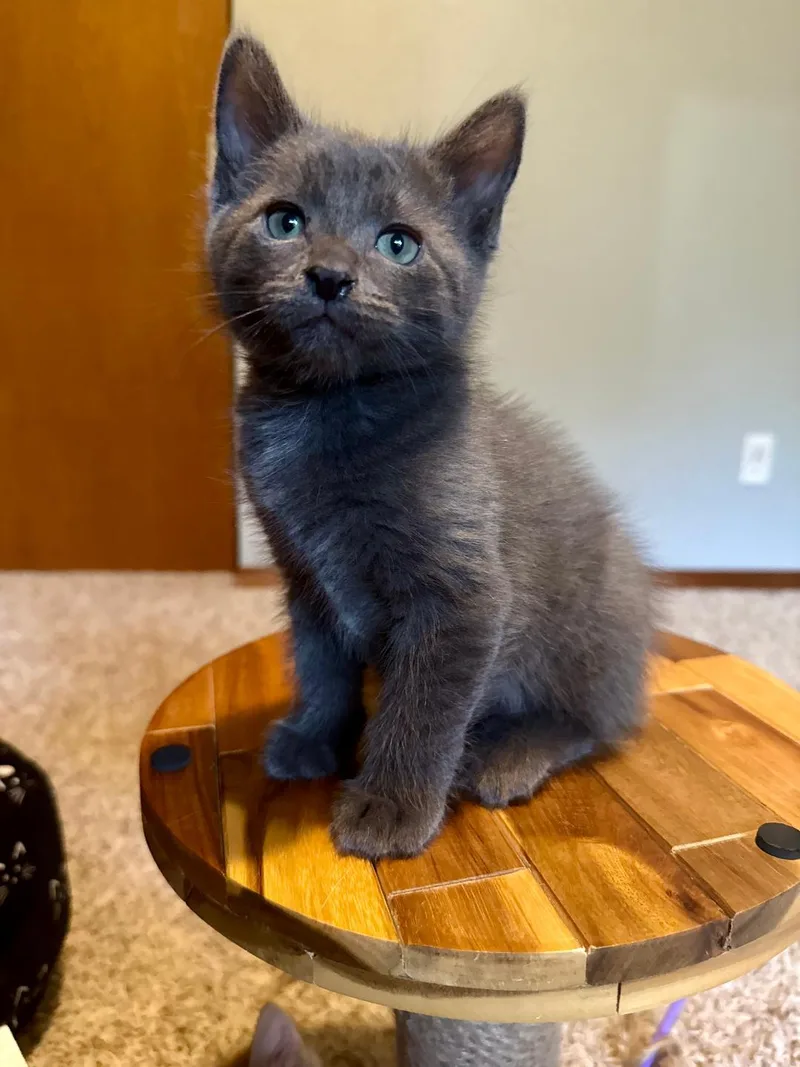 A baby medium-sized male Gray / Blue / Silver Domestic Short Hair cat named Cloudy for adoption in Pasco, WA