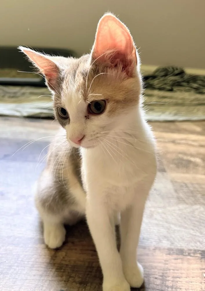A baby small-sized female Domestic Short Hair cat named Flossy for adoption in Louisa, VA