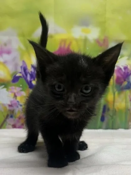 A baby small-sized female Domestic Short Hair cat named Sushi for adoption in San Antonio, TX