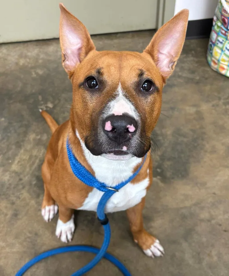 A young medium-sized male Golden American Bulldog dog named Reynolds for adoption in Collierville, TN