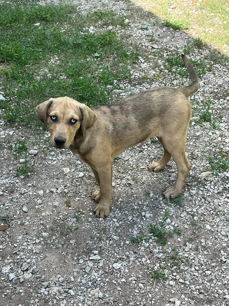 A baby medium-sized female Apricot / Beige Catahoula Leopard Dog dog named Bluey for adoption in Cleveland, OK