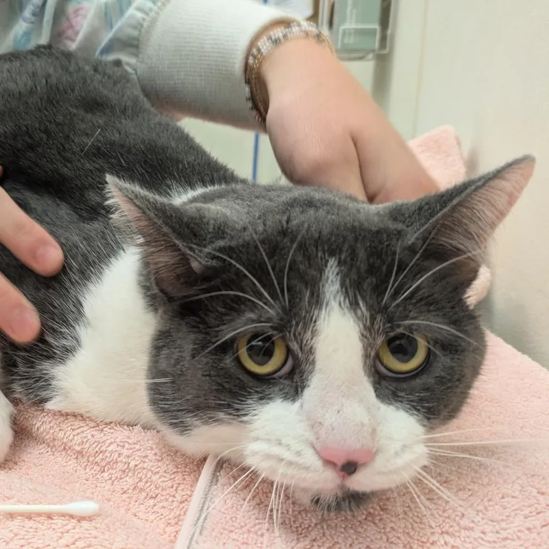 An adult large-sized male Gray / Blue / Silver Domestic Short Hair cat named Calvin for adoption in Oshkosh, WI