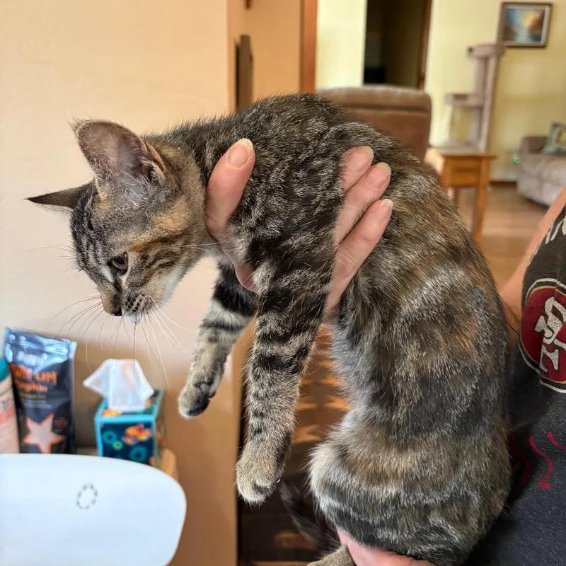 A baby small-sized female Torbie Domestic Short Hair cat named Zipper for adoption in Ashland, OR