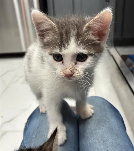 A baby small-sized female Domestic Short Hair cat named Roly Poly for adoption in Sacramento, CA