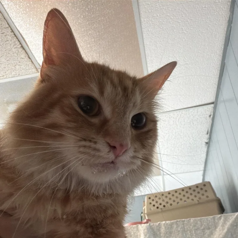 An adult medium-sized female Orange / Red Domestic Medium Hair cat named Rory for adoption in Oak Hill, WV