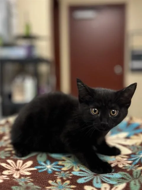 A baby small-sized female Domestic Short Hair cat named Basil for adoption in Aliquippa, PA