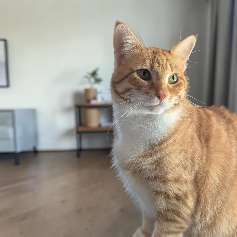 Ginger thumbnail 3