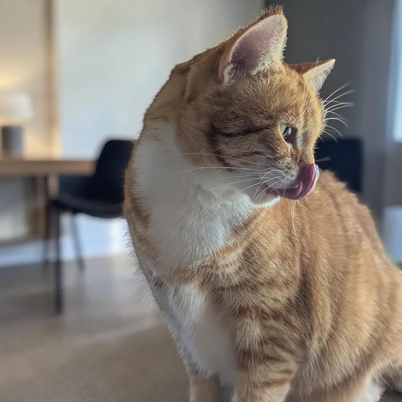 Ginger thumbnail 5