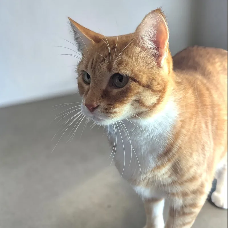Ginger thumbnail 6