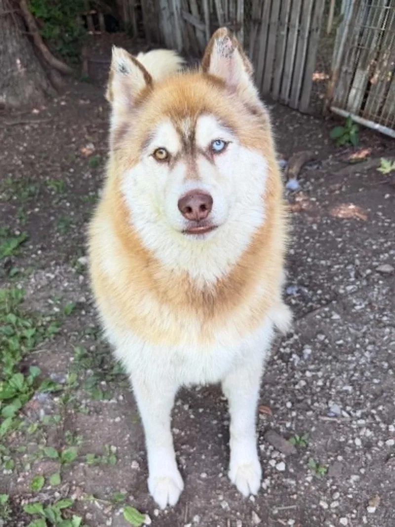 An adult large-sized male Red / Chestnut / Orange Siberian Husky dog named Sloth for adoption in Martinsville, IN