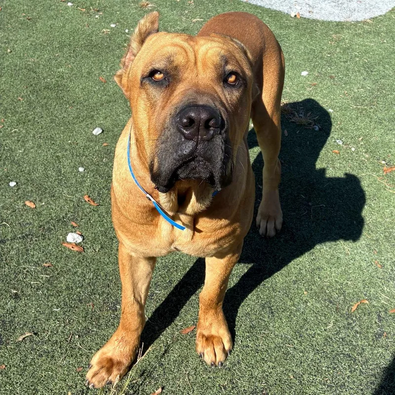 An adult extra large-sized male Yellow / Tan / Blond / Fawn Mixed Breed dog named Baby Shark for adoption in Memphis, TN