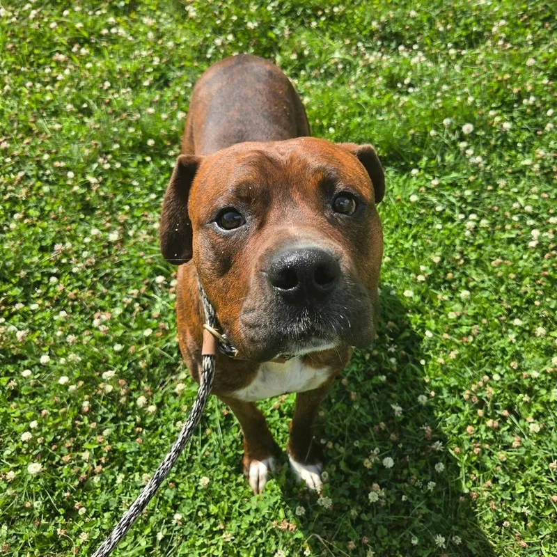 An adult large-sized male Brindle Boxer dog named Dwayne "The Rock' Johnson for adoption in Binghamton, NY