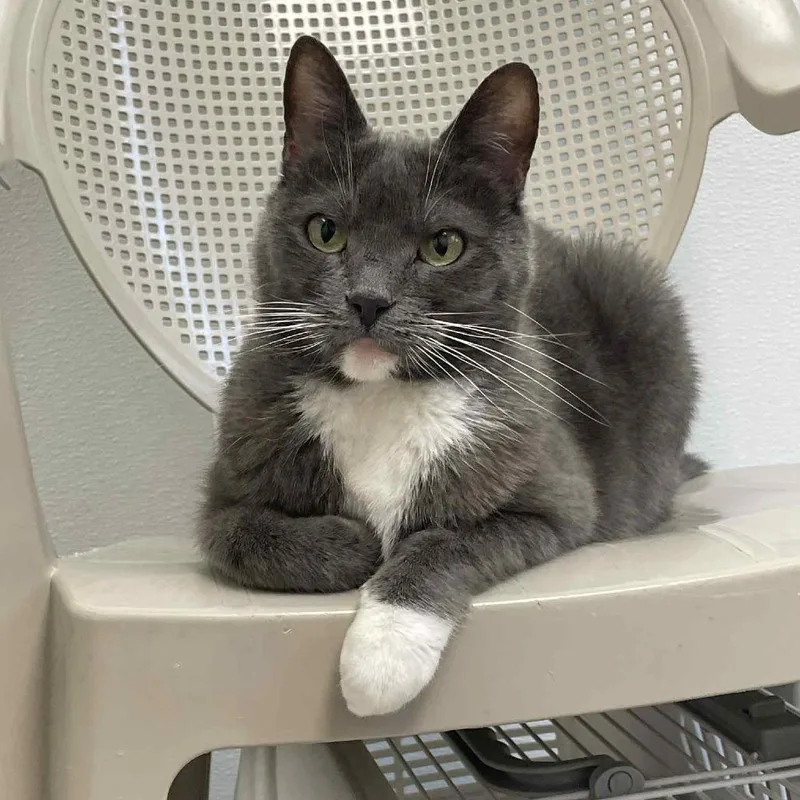 A senior medium-sized female Gray / Blue / Silver Domestic Short Hair cat named Bella for adoption in St. Helena, CA