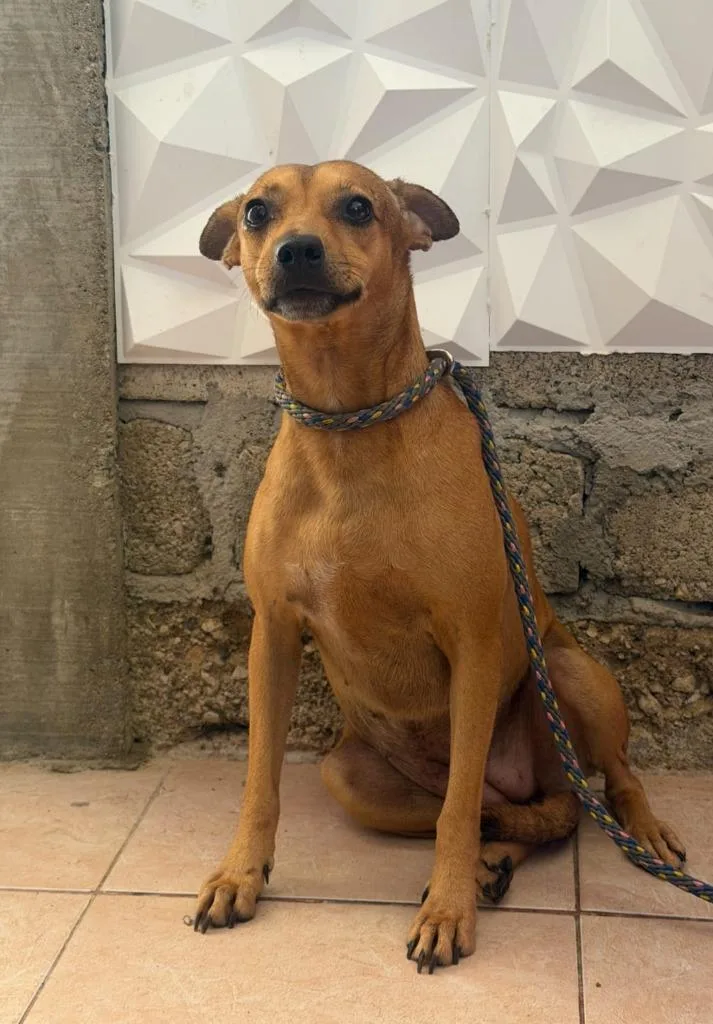 A young medium-sized female Labrador Retriever dog named Flaca for adoption in San Diego, CA