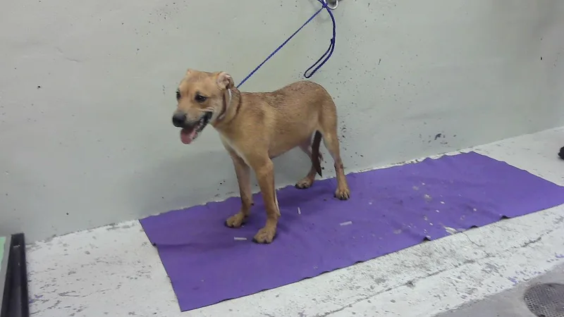A young small-sized male American Staffordshire Terrier dog named Nemo for adoption in Houston, TX
