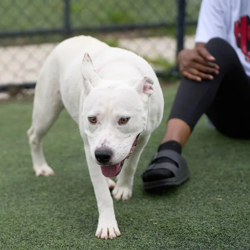 A young medium-sized female White / Cream Mixed Breed dog named Phoenix for adoption in Memphis, TN