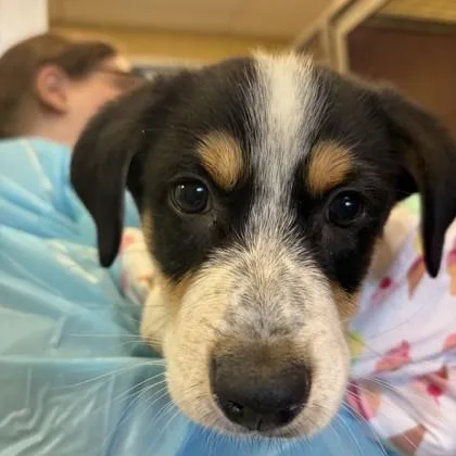 An adult small-sized male Australian Cattle Dog / Blue Heeler dog named Bounce for adoption in Merriam, KS