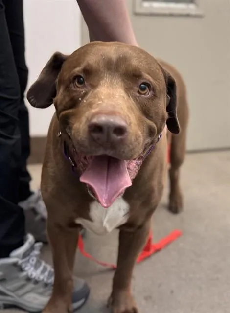 An adult medium-sized male Labrador Retriever dog named Milo James for adoption in Tucson, AZ